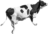 Cow illustration